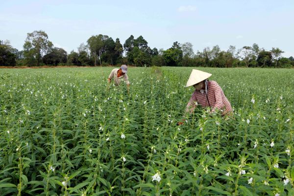 Nguyện vọng của những nông dân sản xuất sạch khu vực Đồng bằng sông Cửu Long trong dịp đầu xuân năm mới. (14/02/2018)